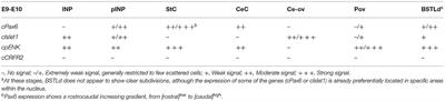 Corrigendum: Genetic Identification of the Central Nucleus and Other Components of the Central Extended Amygdala in Chicken During Development